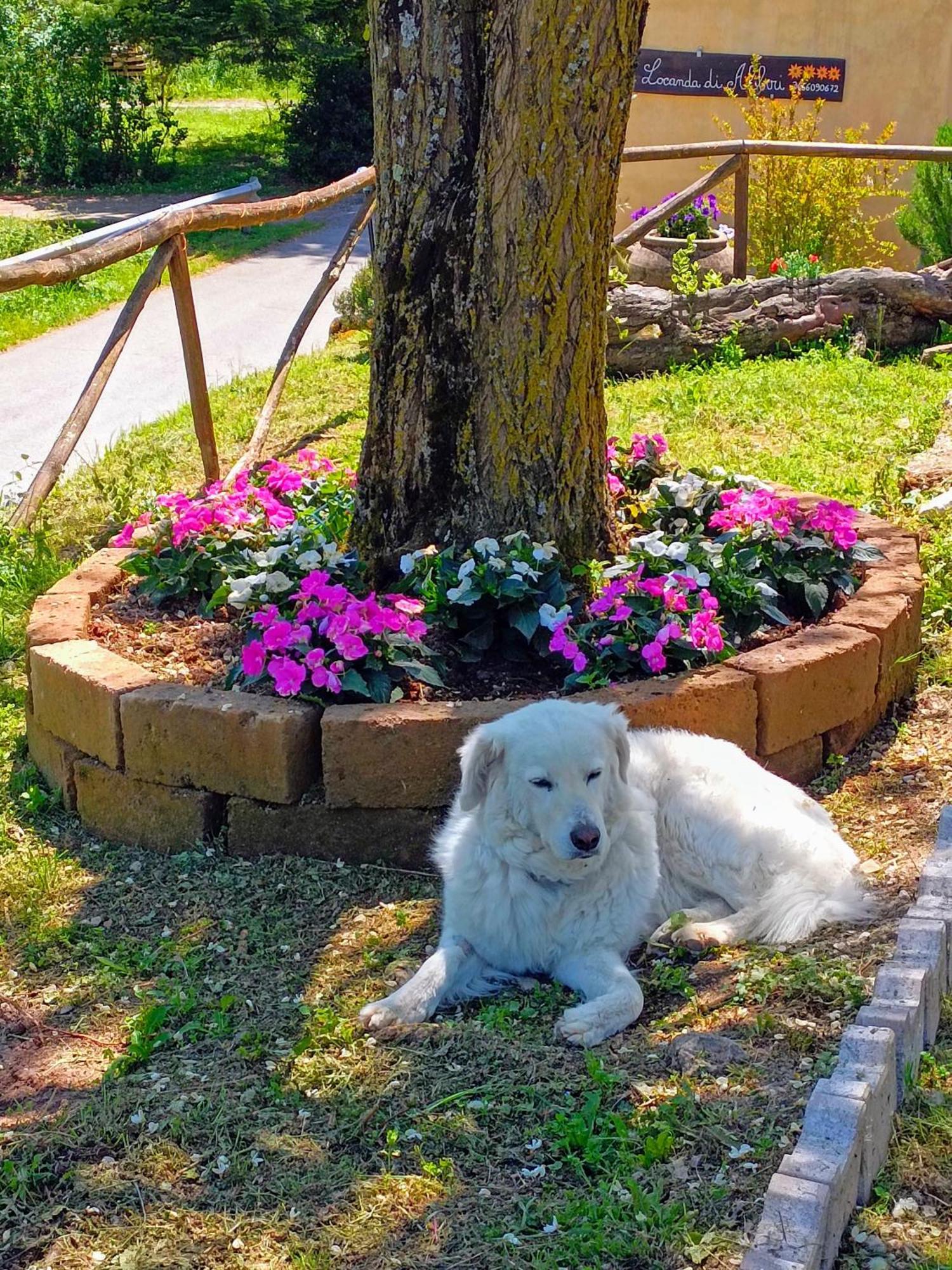 Locanda Di Alberi Borgo San Lorenzo Dış mekan fotoğraf